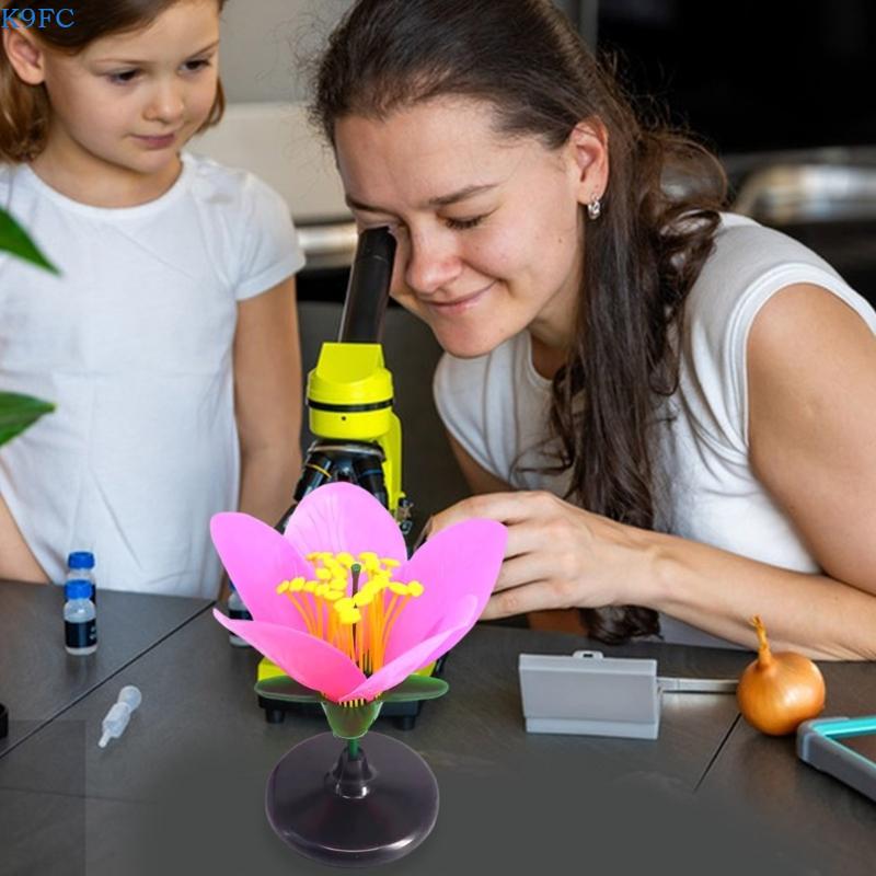 K9FC Realistic Plant Teaching  - Science Exhibition Models recension och pris