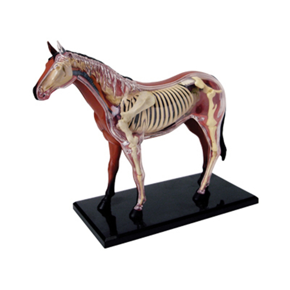 Animal Organ Anatomy Model 4D  - Science Toys Diy recension och pris