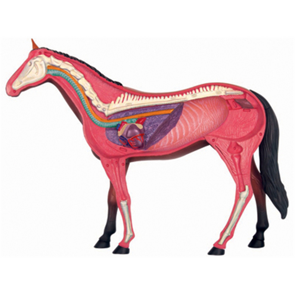 Animal Organ Anatomy Model 4D  - Science Toys Diy recension och pris