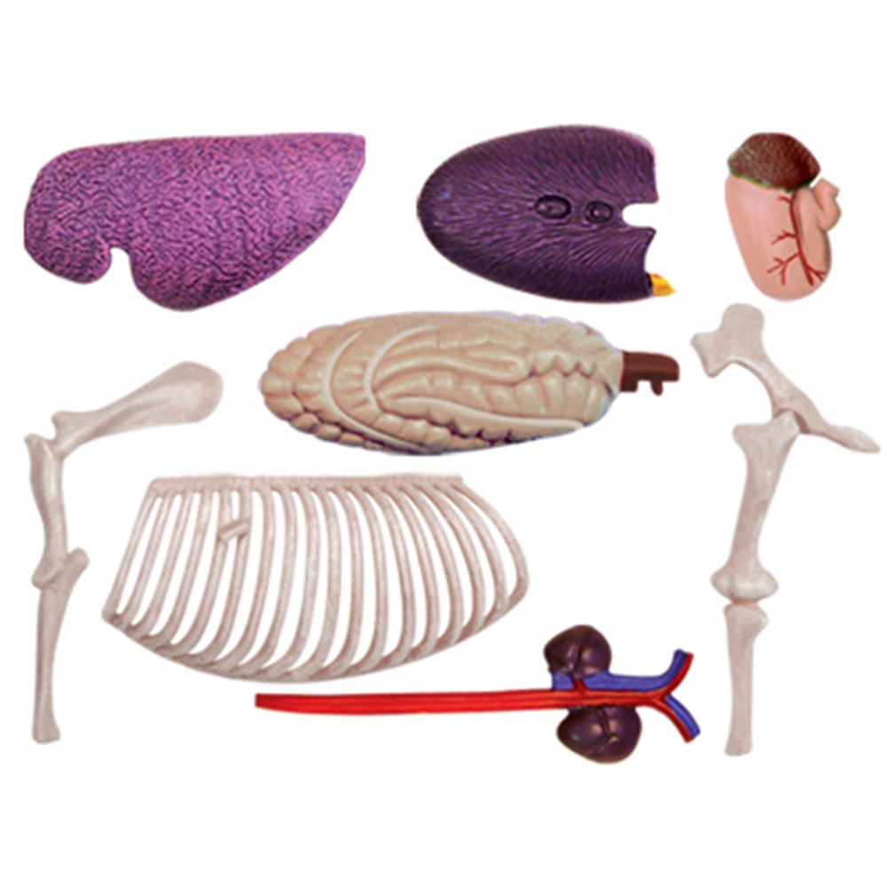 Animal Organ Anatomy Model 4D  - Science Toys Diy recension och pris